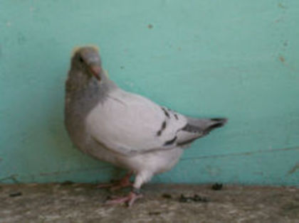 bobi01 - m---PORUMBEI VANDUTI