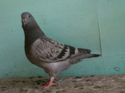 hadade - m---PORUMBEI VANDUTI