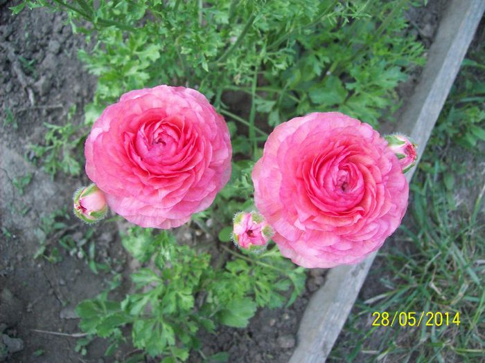 ranunculus