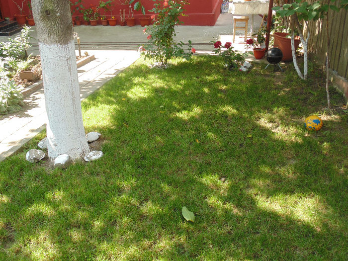 DSC02318 - Curtea si gradina