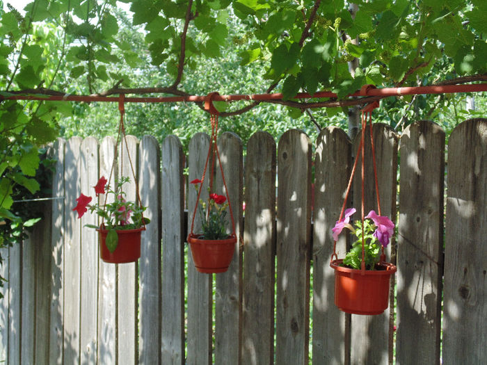 DSC02322 - Curtea si gradina