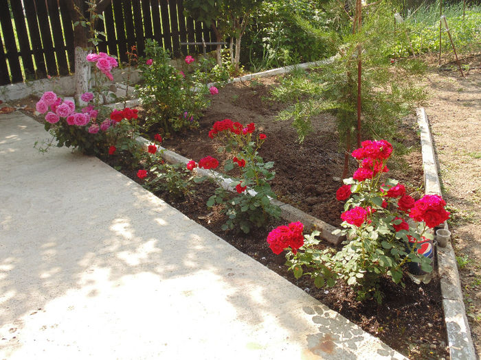 DSC02324 - Curtea si gradina