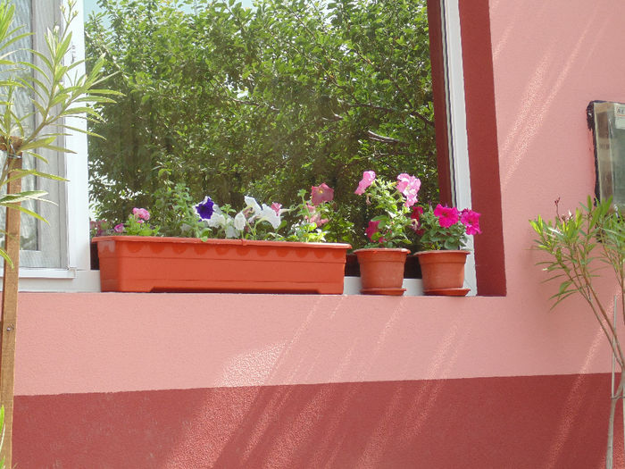 DSC02325 - Curtea si gradina