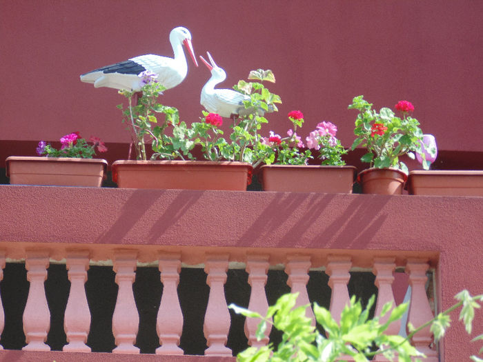 DSC02339 - Curtea si gradina