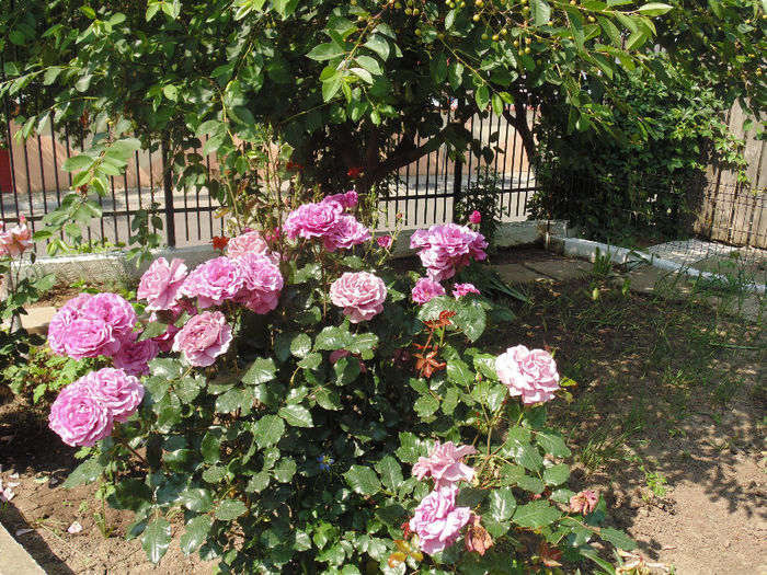 DSC02332 - Curtea si gradina