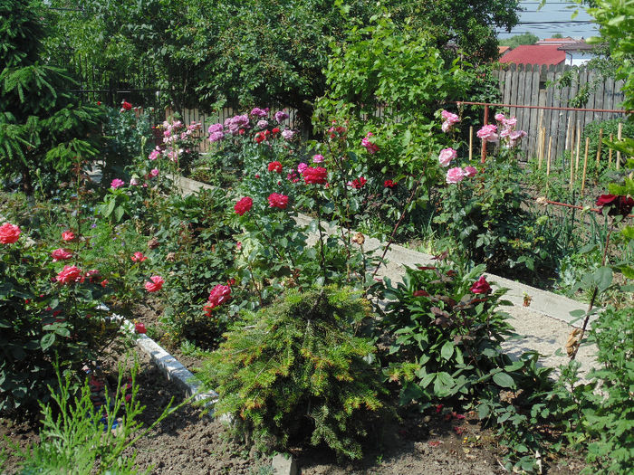 DSC02342 - Curtea si gradina