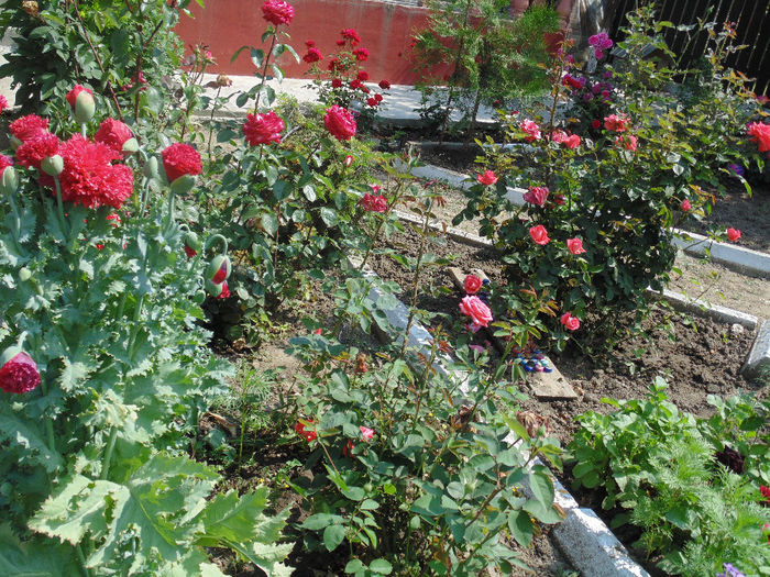 DSC02338 - Curtea si gradina