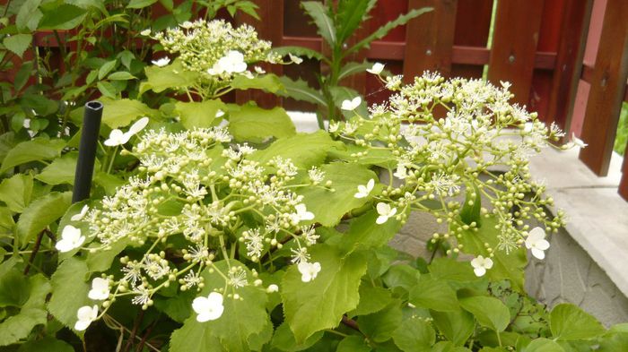 050 - hortensia