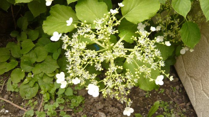 051 - hortensia