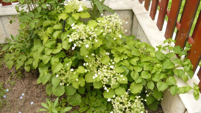 052 - hortensia