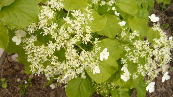 054 - hortensia