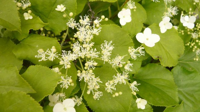 056 - hortensia