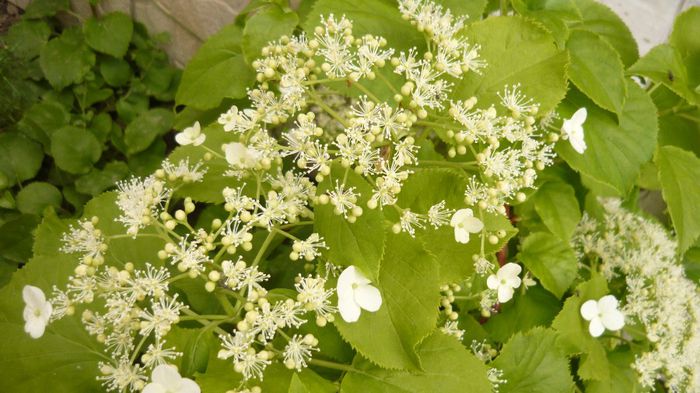 057 - hortensia