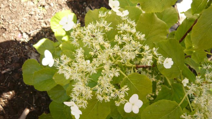 007 - hortensia