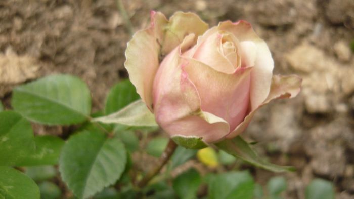 084 - Rose mini