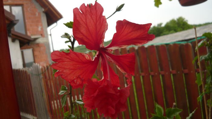 044 - 0 A hibiscus 2014