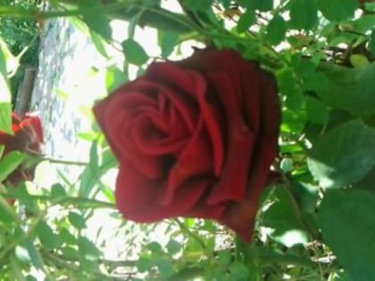 Fotografie0812 - Trandafirii din gradina