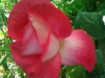 Fotografie0808 - Trandafirii din gradina