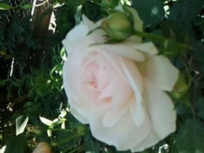 Fotografie0809 - Trandafirii din gradina