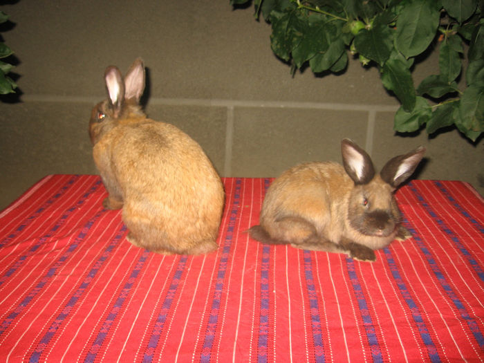 Surori bune, cuiburi consecutive