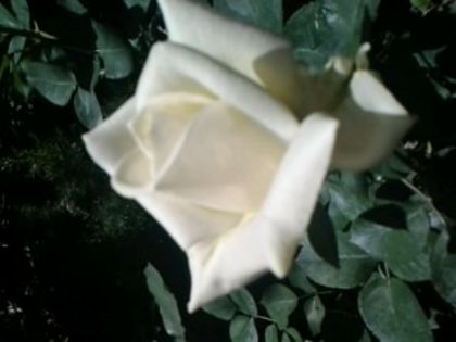 Pinguin-Kordes - Trandafirii din gradina