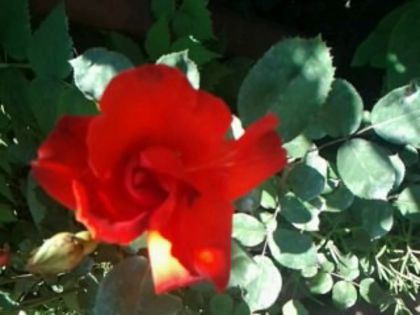 Fotografie0794 - Trandafirii din gradina