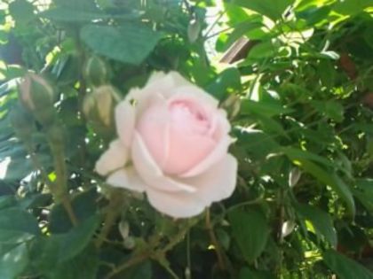 Fotografie0785 - Trandafirii din gradina