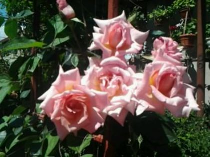 Fotografie0784 - Trandafirii din gradina