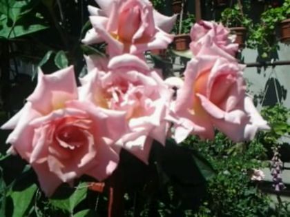 compassion-urcator - Trandafirii din gradina