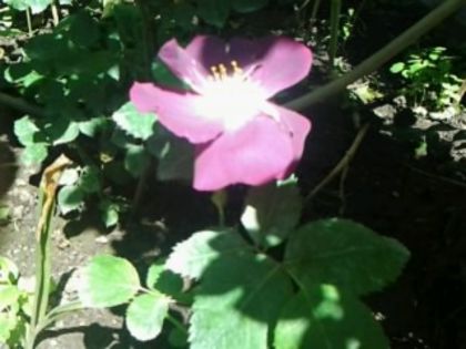 foarte parfumat - Trandafirii din gradina