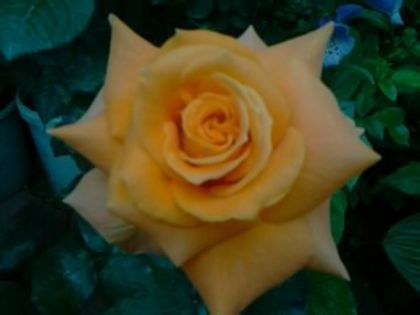 parure de la multeplante - Trandafirii din gradina