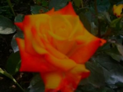 rumba - Trandafirii din gradina