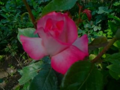 Fotografie0533 - Trandafirii din gradina