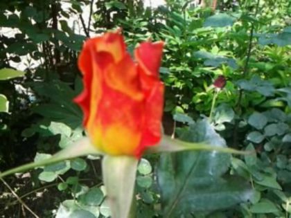 monica - Trandafirii din gradina