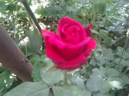 Fotografie0527 - Trandafirii din gradina