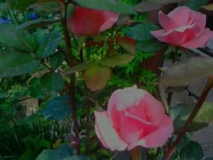 Fotografie0534 - Trandafirii din gradina