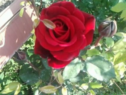 urcator - Trandafirii din gradina