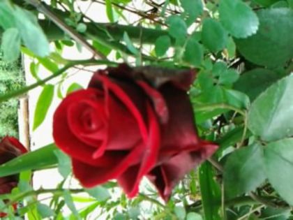 don juan - Trandafirii din gradina