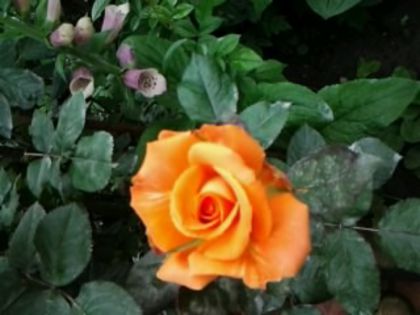 Fotografie0709 - Trandafirii din gradina