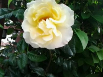 moonlight-urcator - Trandafirii din gradina