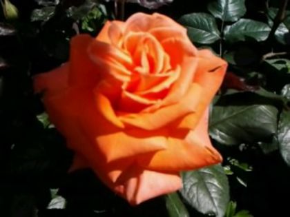 parure-urcator foarte parfumat - Trandafirii din gradina