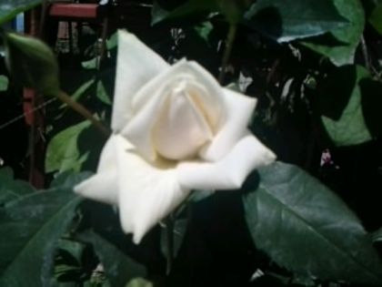 Fotografie0783 - Trandafirii din gradina