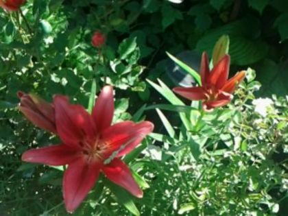 Fotografie0786 - alte flori 1