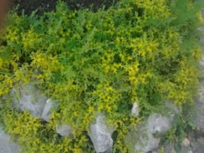 sedum-plantă de stîncărie - alte flori 1