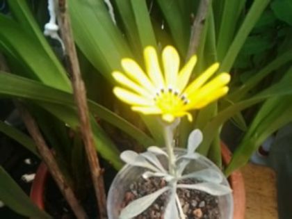 ce este? - alte flori 1