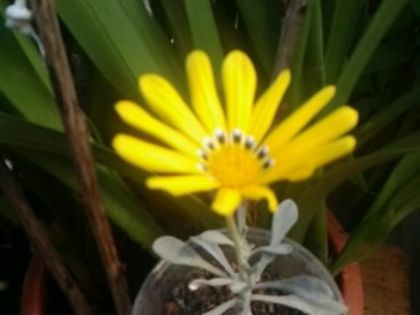 Fotografie0517 - alte flori 1
