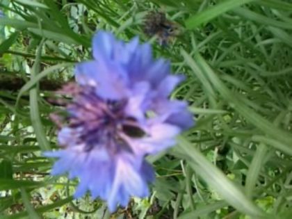Fotografie0738 - alte flori 1
