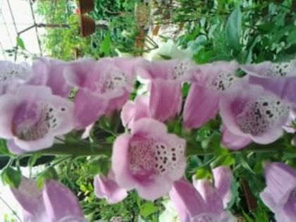 Fotografie0733 - alte flori 1