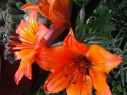Fotografie0732 - alte flori 1
