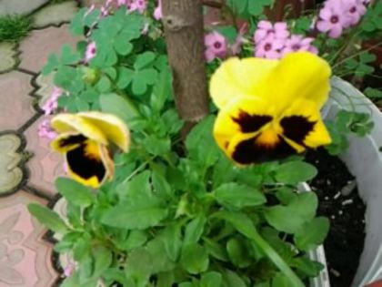 Fotografie0705 - alte flori 1
